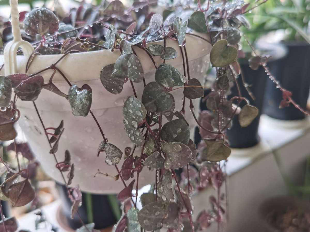 卫生间里养盆花,净化空气消除异味,关键是耐阴省心