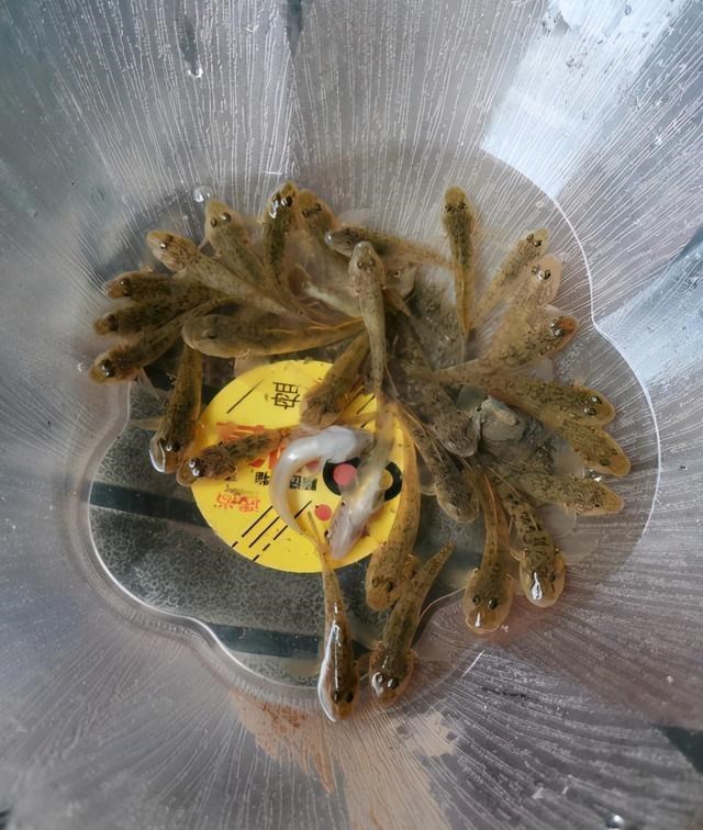 长江|河道钓鱼却被“趴地虎”搞得心态爆炸?钓鱼人:这是四大害鱼之首