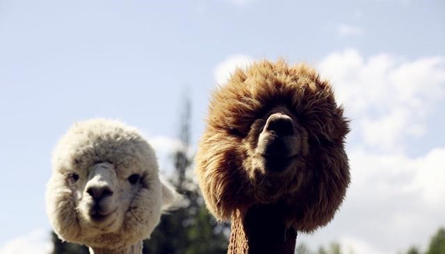 科学家 “新冠病毒”的新型抗体，在羊驼身上发现？或对德尔塔有效