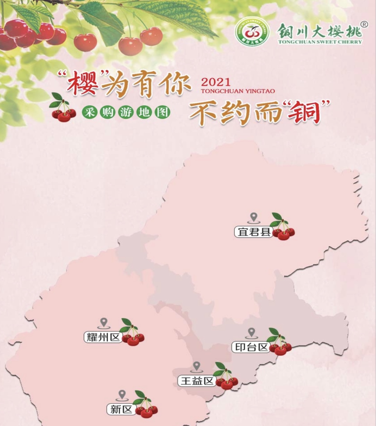 陕西蜗牛 铜川大樱桃成熟上市，快来体验采摘乐趣