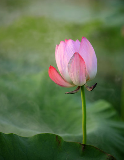 运势|未来七天，4属相运势回升，正财大旺，偏财大好，福禄双全