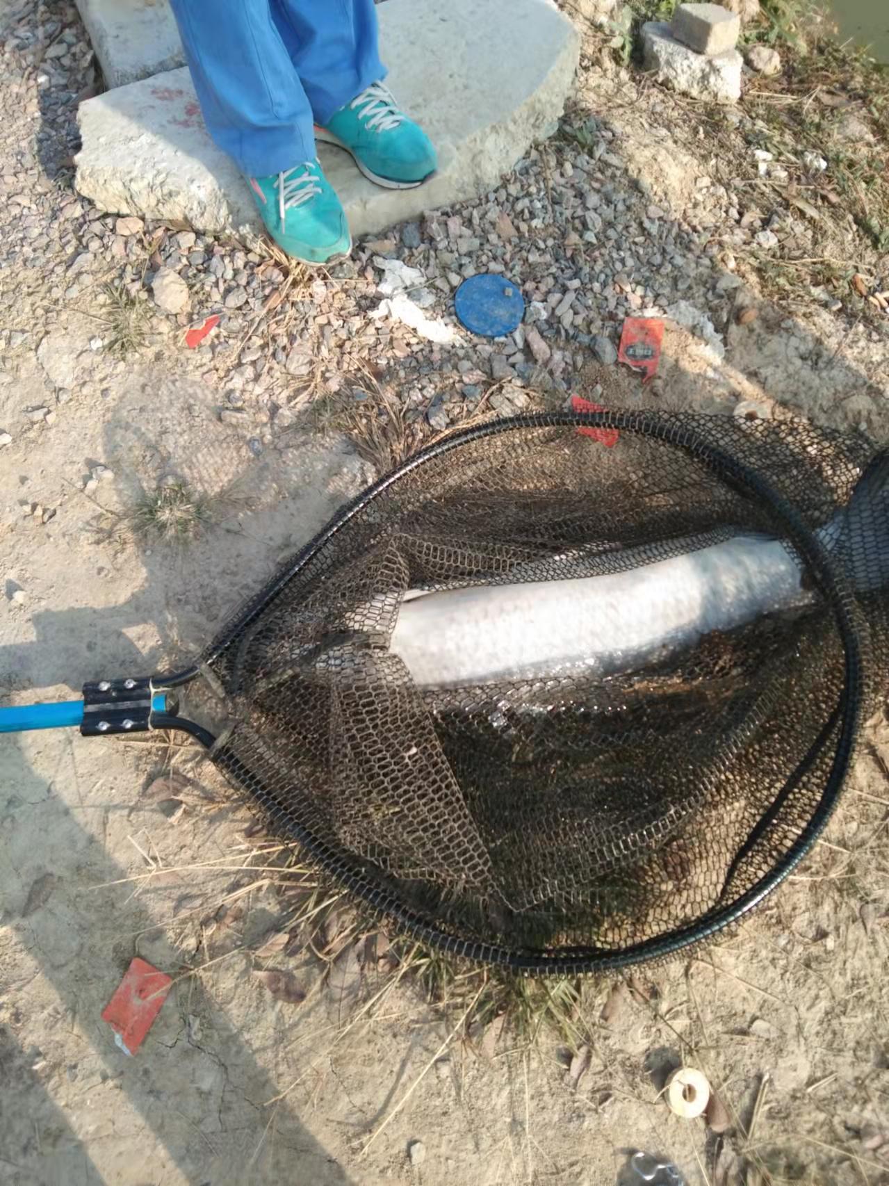 鳑鲏|网上热议虐鱼一说，大家怎么看待这个问题