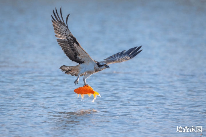  鸟儿的嘴为什么都是不一样的？