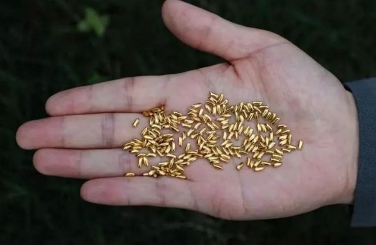 贫穷限制想象力！艺术家打造1000粒纯金大米，扔黄浦江只为反浪费