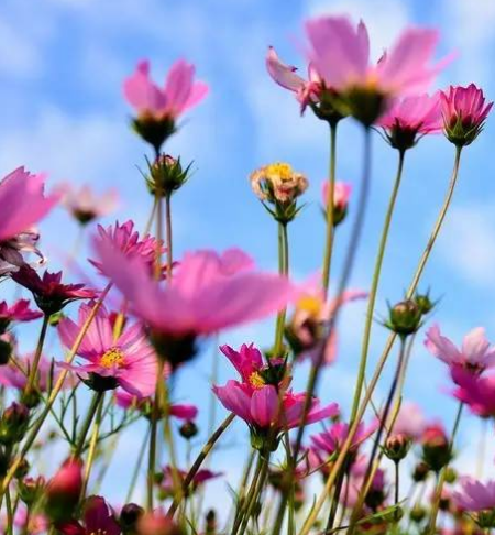 舜网 未来3个月，爱情甜蜜，生活顺风顺水，财源滚滚的生肖