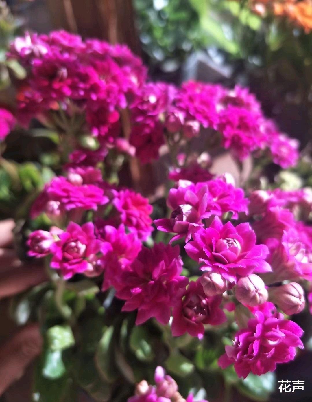 花声 你的阳台还缺花吗？这种盆栽很不错，颜值高，花期长，养护很简单