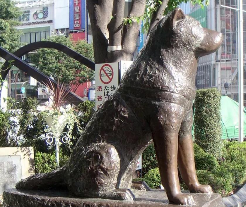 冯小刚|冯小刚新片《忠犬八公》定档，跟原版相比，这三点既期待又担心