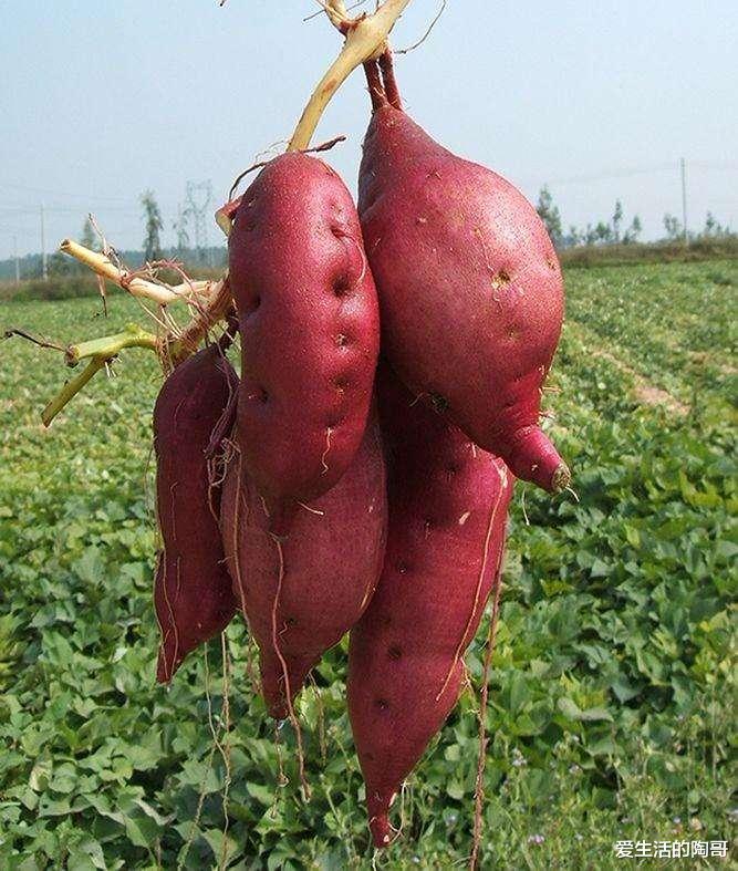 长寿|排名第一的5种长寿饭，你都爱吃吗？如果都爱吃，恭喜你，身体好