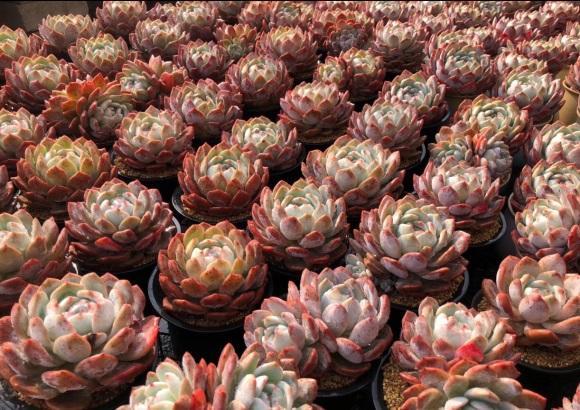 向阳园艺|“大橙子”也不值钱了，去年还是40块一棵，今年10块，降价很快