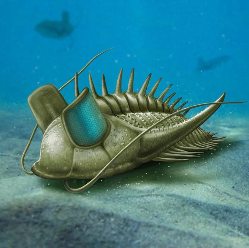 三叶虫|争论百年的奇闻，古生物学家断定，多福砚上的蝙蝠是五亿年前生物