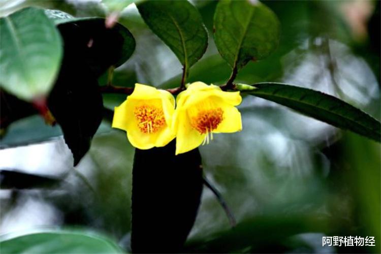植物活化石有哪几种?全世界约200多种,中国特有8大活化石树种