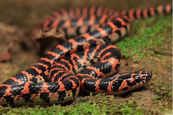 巨蟒 最具争议的两种蛇，无毒与免疫蛇毒，破赤链、臭王锦实力如何？