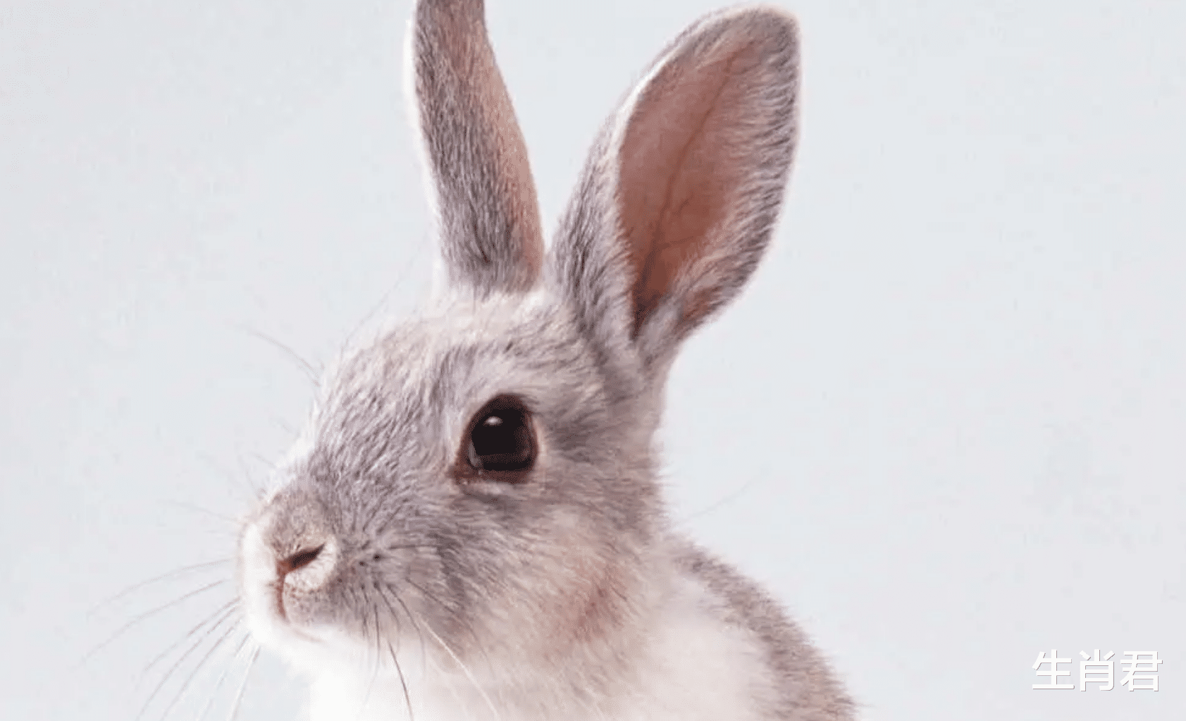 属兔|未来一个月，属兔人事业有成脱单有望，职场飞黄腾达转角遇到爱