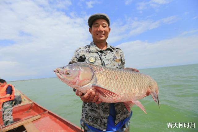 千岛湖危机:60年“以鱼保水”,鲢鳙成功臣!为何水体营养化加剧