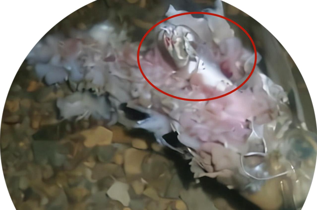 万峰湖|四川一男子万峰湖野钓遇怪事,收拾东西就回家了,网友:细思极恐