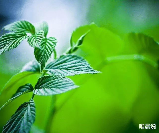 唯晨说|思想成熟的人没朋友，如果你身边只有自己的影子，恭喜