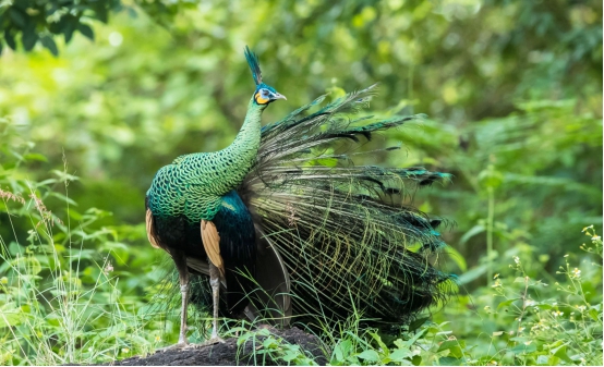 科学家 比大熊猫还珍贵！中国绿孔雀数量不足600只，曾被认为已灭绝