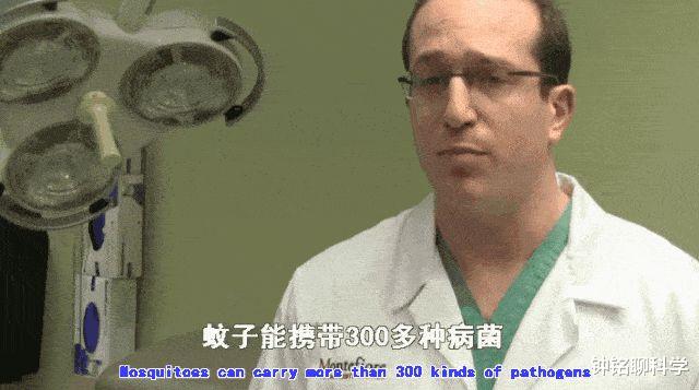 蚊子|蚊子在地球上到底有什么用？如果全部灭绝了会有什么严重后果？