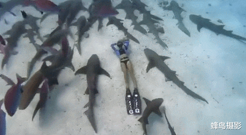 鲨鱼 20张活久未见的照片，鱼跃出海面吃空中的飞鸟，鳄鱼咬到一只鲨鱼