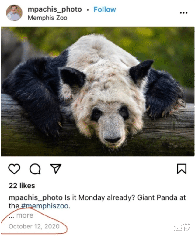 西瓜的口味 网曝旅美大熊猫在当地被虐待！已经饿成皮包骨，惨不忍睹