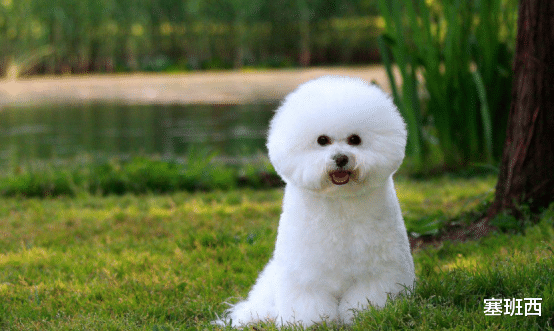 塞班西|今年这两个生肖的朋友，近期不适宜参加白事