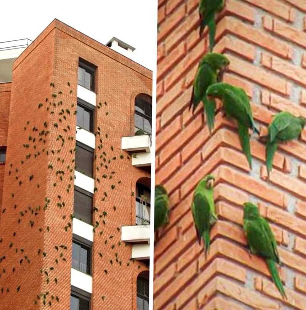 30张“冷知识”图片,看完大开眼界