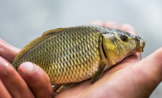 大板|湖南长江禁渔颁布最严禁渔令, 明年起施行, 一起来看严在哪有多严!