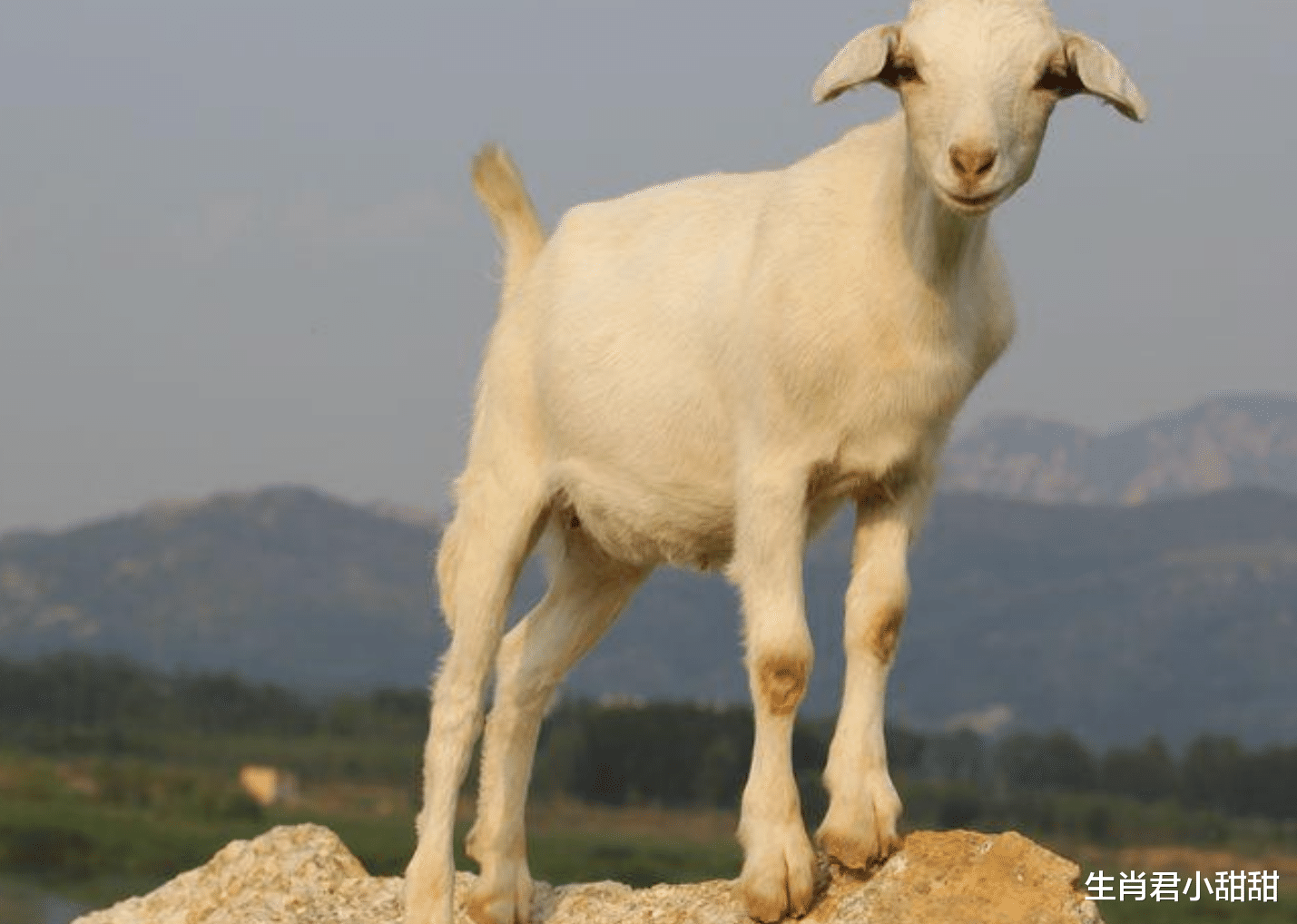 职场故事|执行力强能力超群的属羊人，12月下旬得财神偏爱，财运直线攀升
