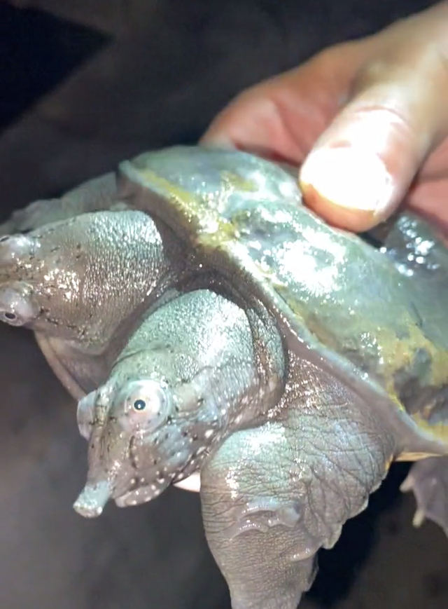 宓孤林|值钱？广州钓友珠江钓起双头鳖，两只头都能正常活动，凶猛会咬人