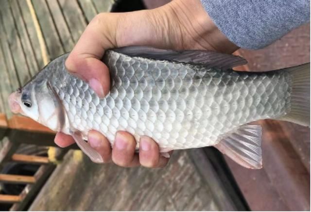 大板鲫|垂钓大板鲫的十二条军规：从钓点选择到钓技方法，全分享