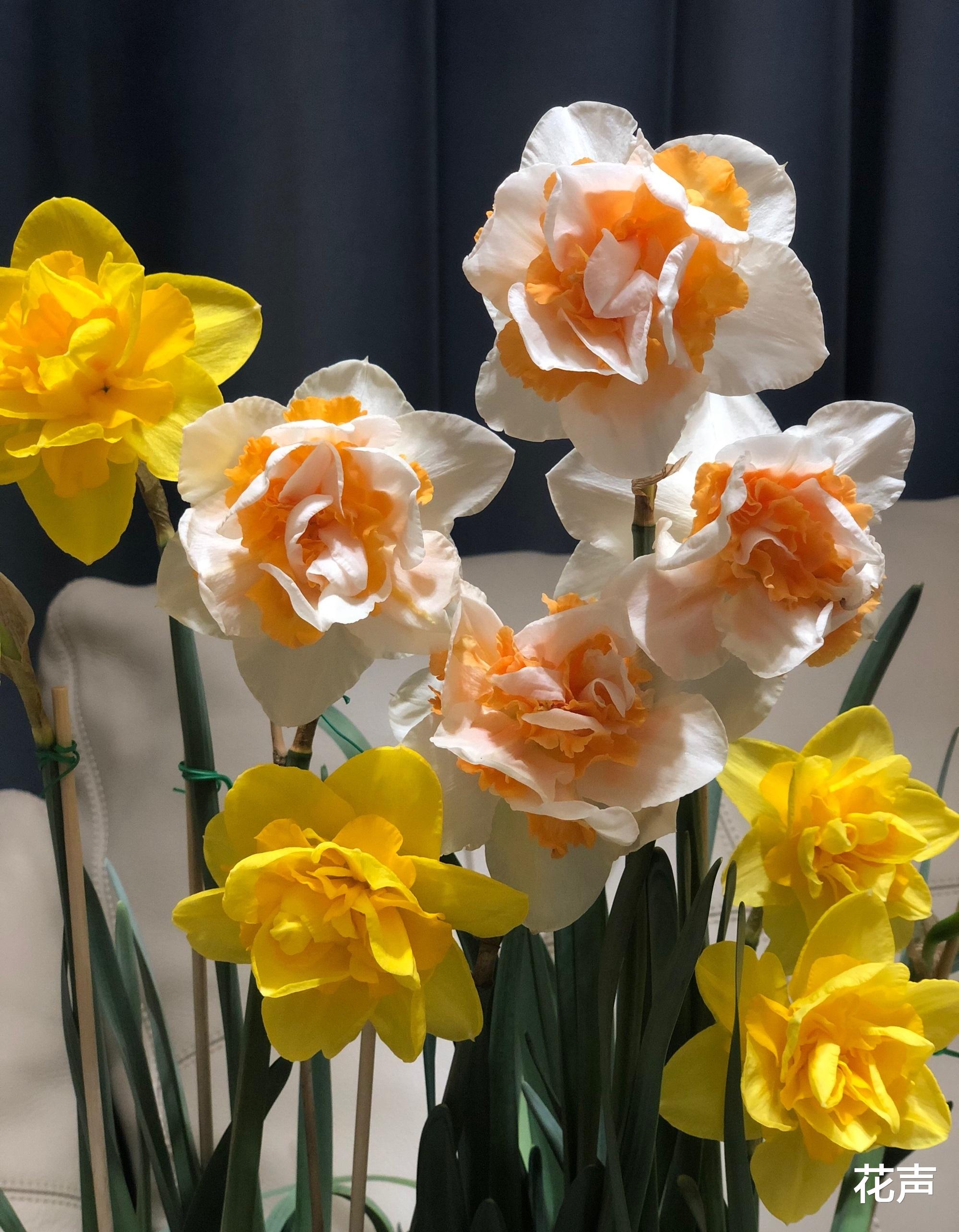 花声 秋天适合养“重瓣水仙”,花美似玫瑰,清香四溢,封闭阳台也能养