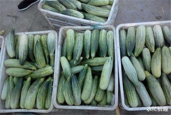 农忙拾趣 3月一斤10元,商家需提前订,如今农民排队等收购,3元不走量