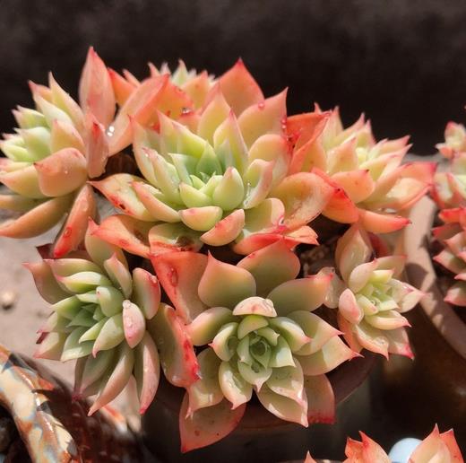 植萌|就喜欢三色堇，数量是越养越多，颜色也是越来越艳丽