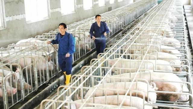 短发|11月13号，养猪人卖猪的价格，多地再次上涨