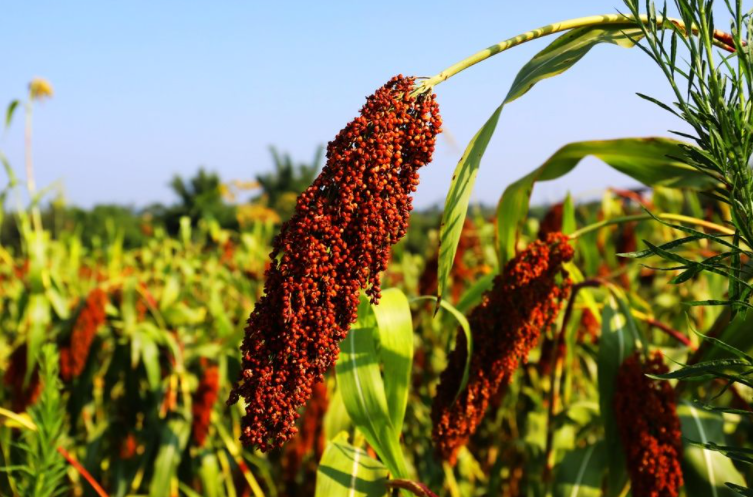 |喝白酒，不管有钱没钱，这3类酒都“别上桌”，妥妥的酒精勾兑酒