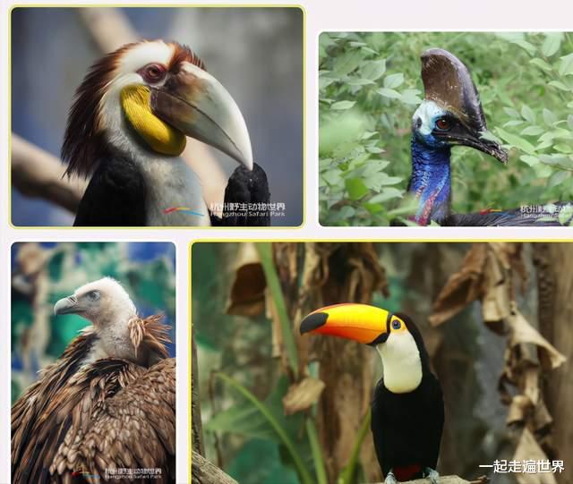 一起走遍世界 杭州野生动物世界，是一个怎样的景区？