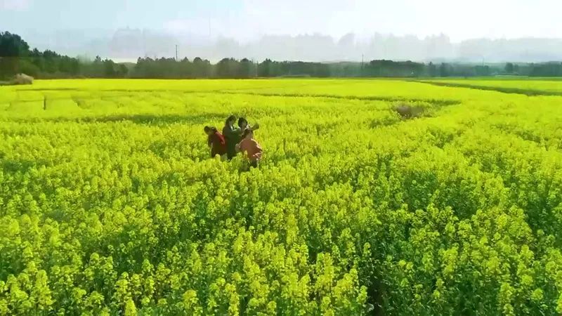 南陵快报 金色花海已上线，快来南陵这地一饱眼福！