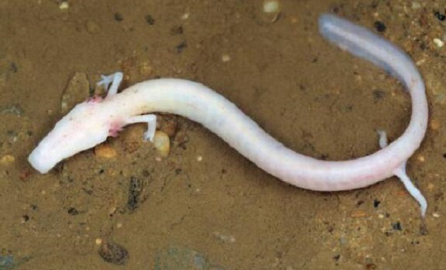 考拉|世界上“最懒的动物”：12年交配一次，可7年不吃不喝不运动