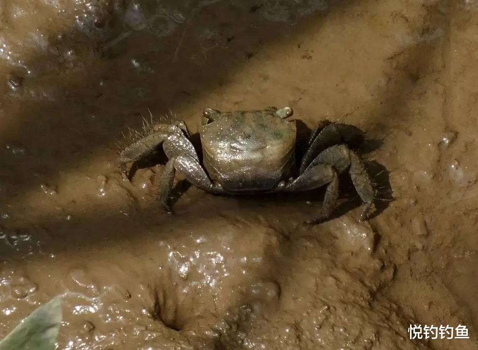 |我对钓鱼最初的记忆，就是童年在田间钓蟛蜞了