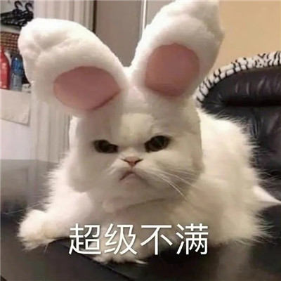 桉月|表情包：超萌超可爱的表情