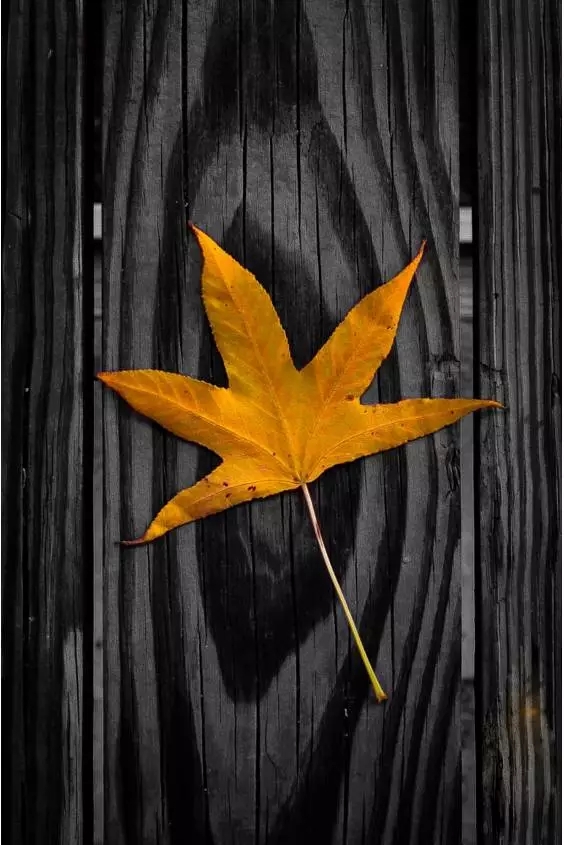 |雅韵网---拍好秋天落叶的摄影技巧