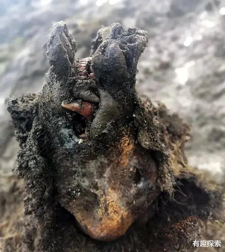 冰封 在冰川中活了15000年，青藏高原发现古老病毒，其中28种从未见过