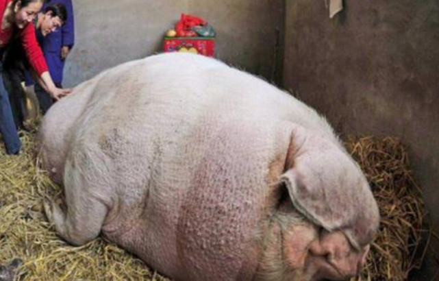 送历史个救生圈 2200斤猪王突现江湖！躲过四次屠刀，央视专门拜访，晚年皈依佛门