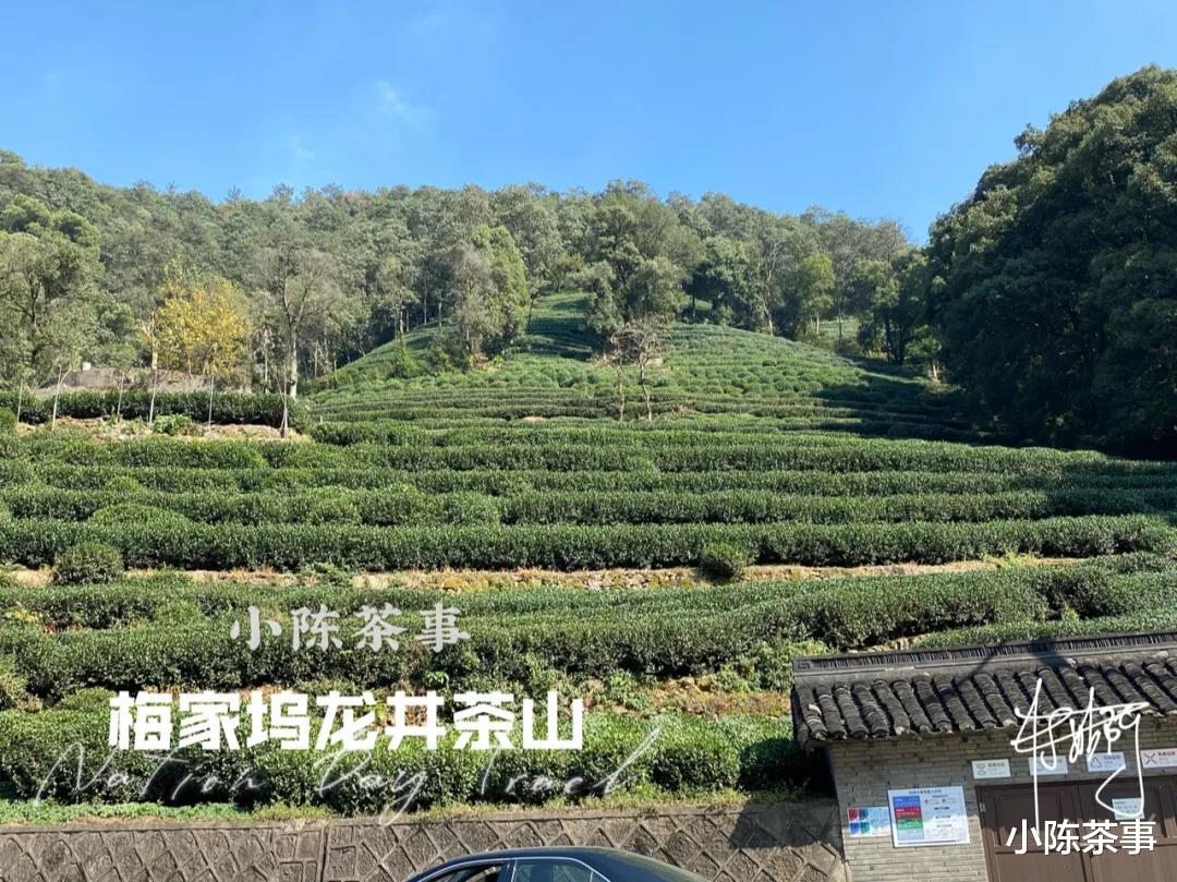 绿茶|绿、黄、白、青、红、黑,六大茶类的颜色分类,究竟从何而来?