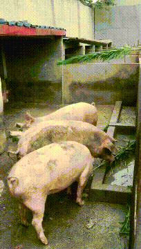 萌萌萌说|“追了一年的女友在我家洗完澡后，我陷入了沉思...”放弃吧哥们