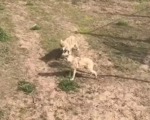 牛哥观察 突然爆红!阜阳“网红狼”现在咋样了?