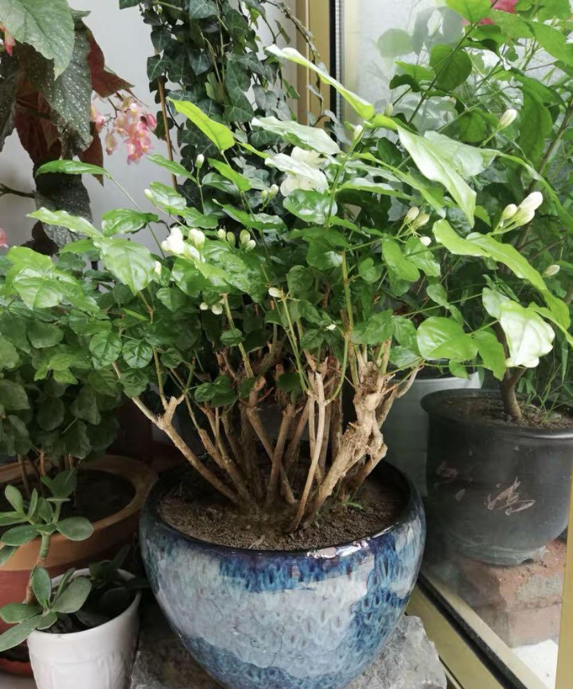 说说家装那点事儿|茉莉花到花期了，没开花的，赶紧晒太阳，暴晒对开花有帮助
