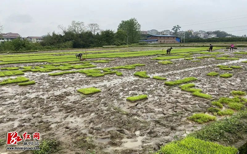 麻阳快报 谷雨至，麻阳种粮大户播种移苗正当时
