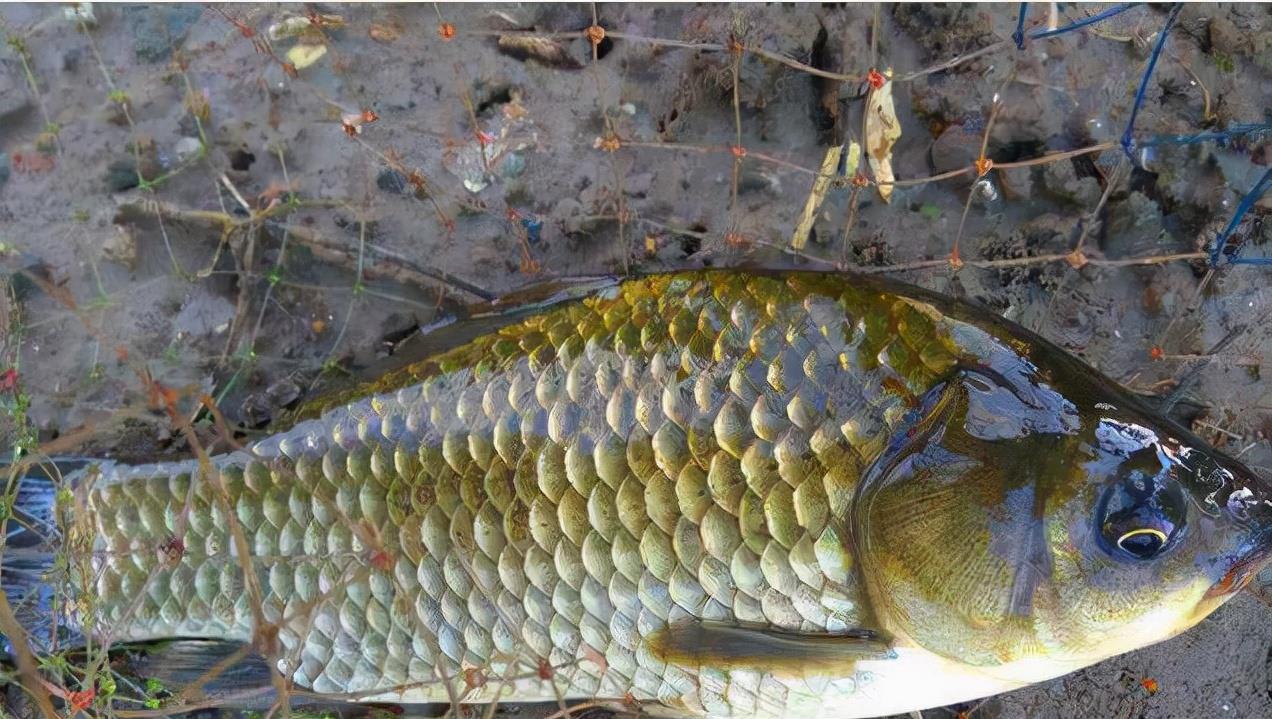 饵料|降温后还能钓鱼吗？可以从3个方面着手，说不定效果更好