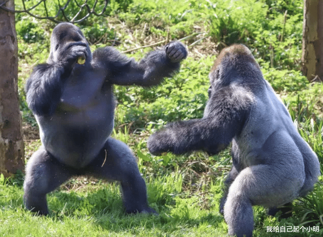 猩猩 公猩猩给母猩猩按摩，没按几下就不老实了，看完憋住不要笑！